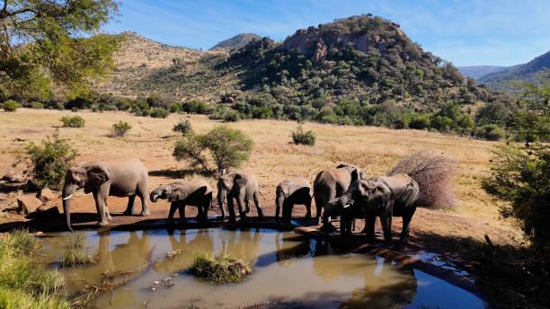 Where to See Big Five Tanzania safari guide image 2