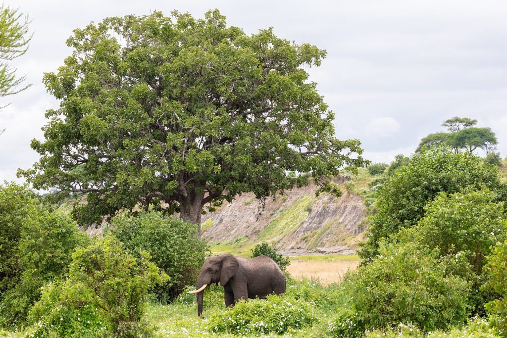 Real travel image for Where to Stay for a Tarangire Safari Lodge Area, Access, and Route Fit