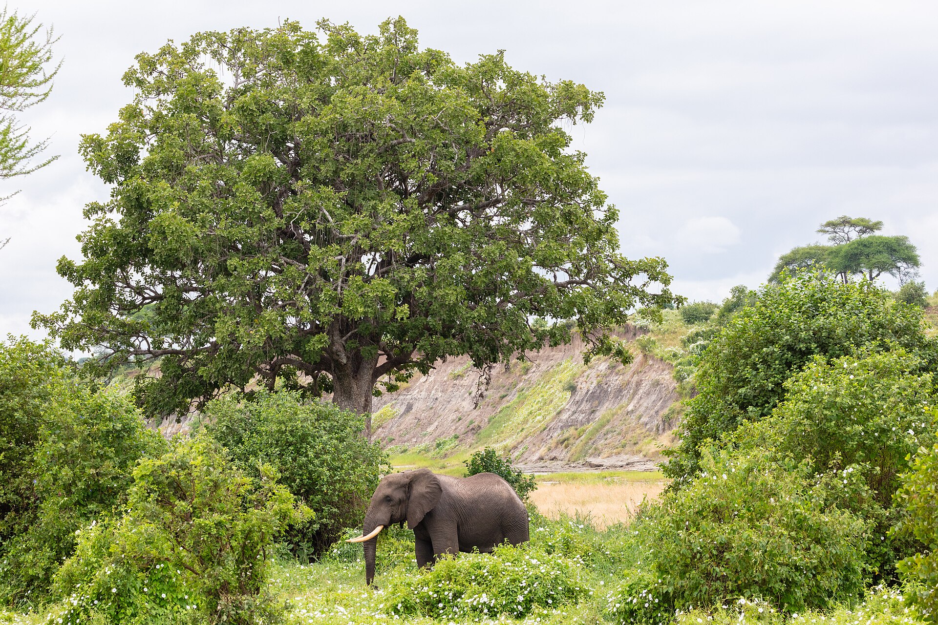Northern Tanzania lodge planning for safari routes linked with Serengeti