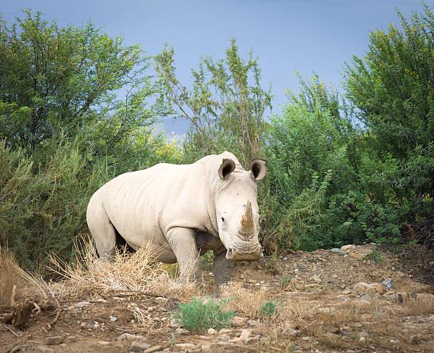 White Rhino Tanzania safari guide image 1