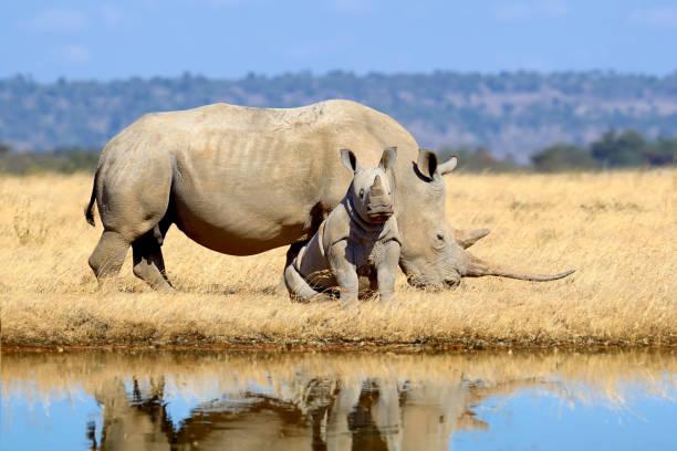 White Rhino Tanzania safari guide image 2