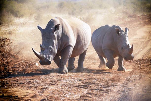 White Rhino Tanzania safari guide image 3