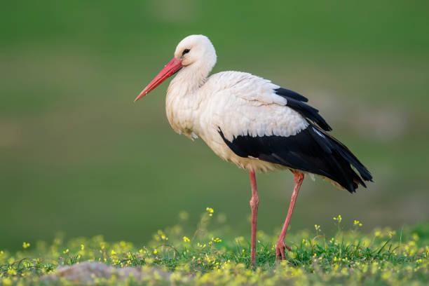 White Stork Tanzania safari guide image 2