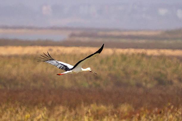 White Stork Tanzania safari guide image 3