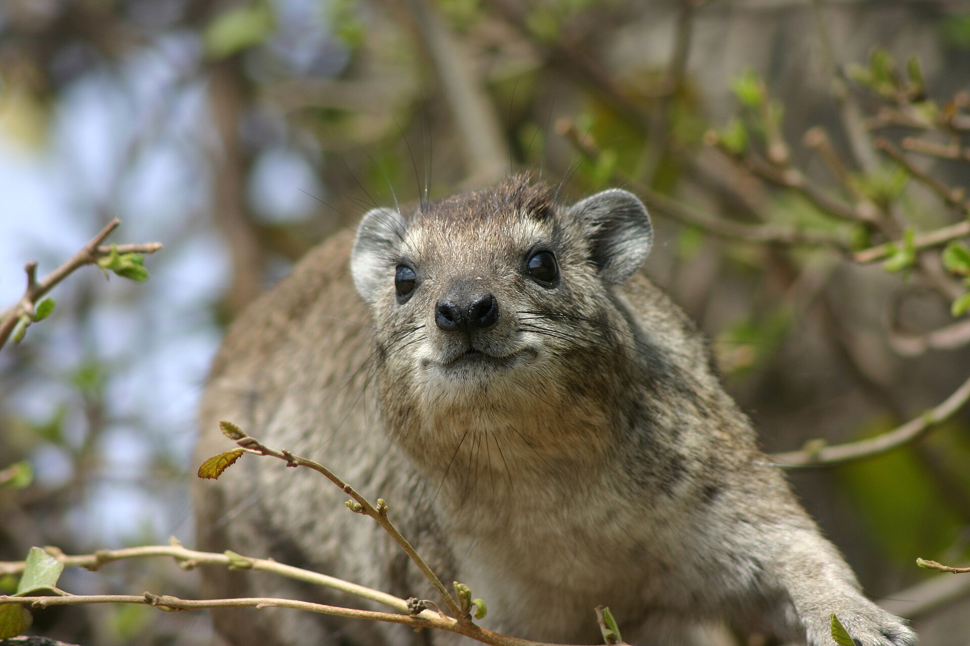 Ngorongoro and Serengeti safari cost planning with Tanview Safaris