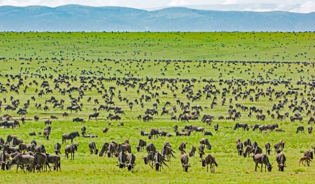 Serengeti, Ngorongoro, Tarangire and Manyara safari