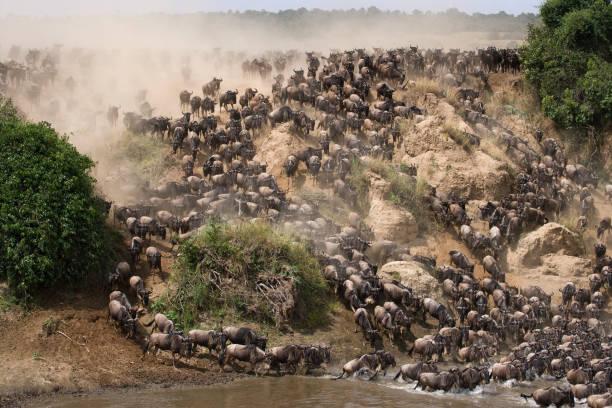 Luxury Tarangire, Serengeti and Ngorongoro safari