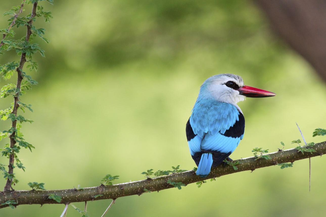 Woodland kingfisher bird image 1 for Tanview Safaris birdwatching guide