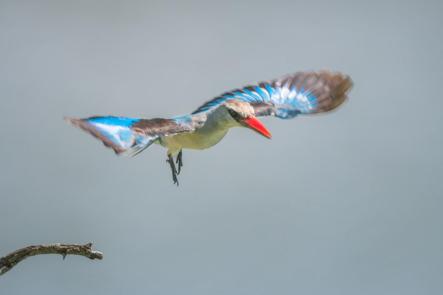 Woodland kingfisher bird image 2 for Tanview Safaris birdwatching guide