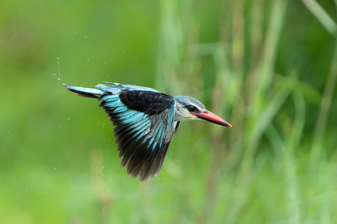 Woodland kingfisher bird image 3 for Tanview Safaris birdwatching guide