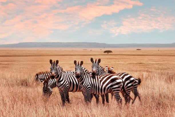 Zebra Tanzania safari guide image 1