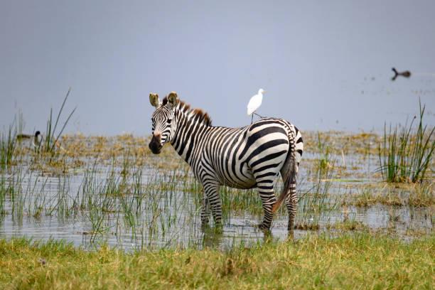 Zebra Tanzania safari guide image 3