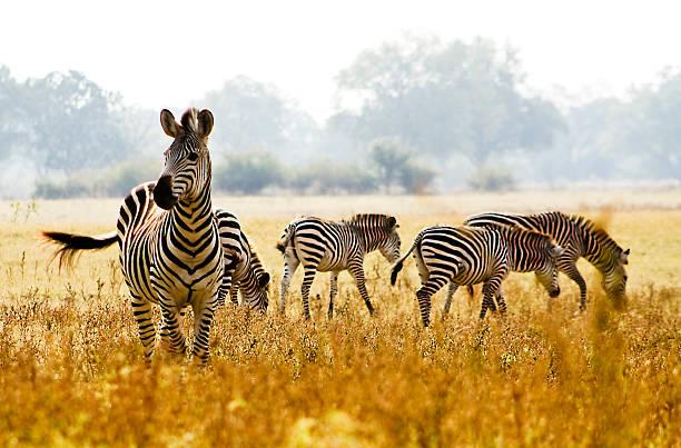 Zebra Tanzania safari guide image 4