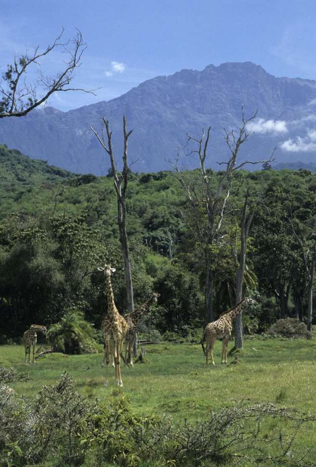 Arusha National Park safari guide image from Tanview Safaris planning source