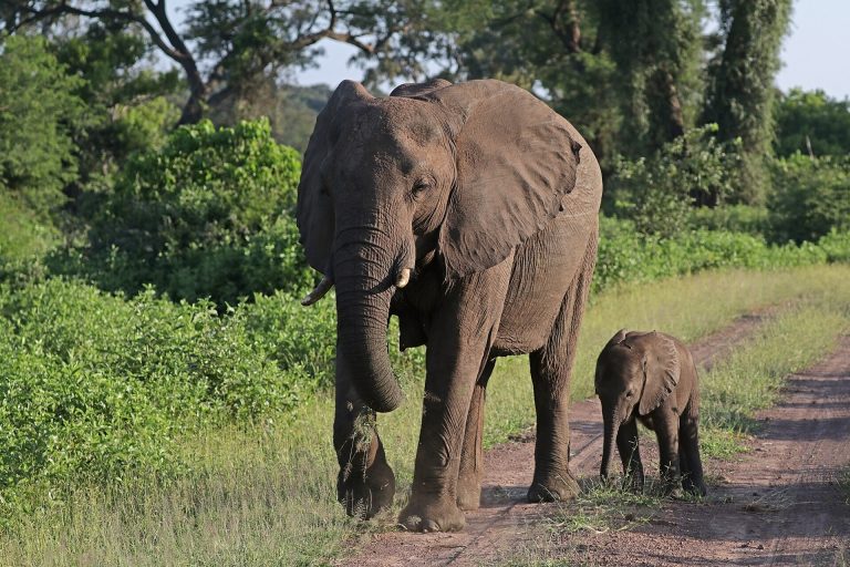 Family Safari in Tanzania - African bush elephants (Loxodonta africana) female with six week old baby