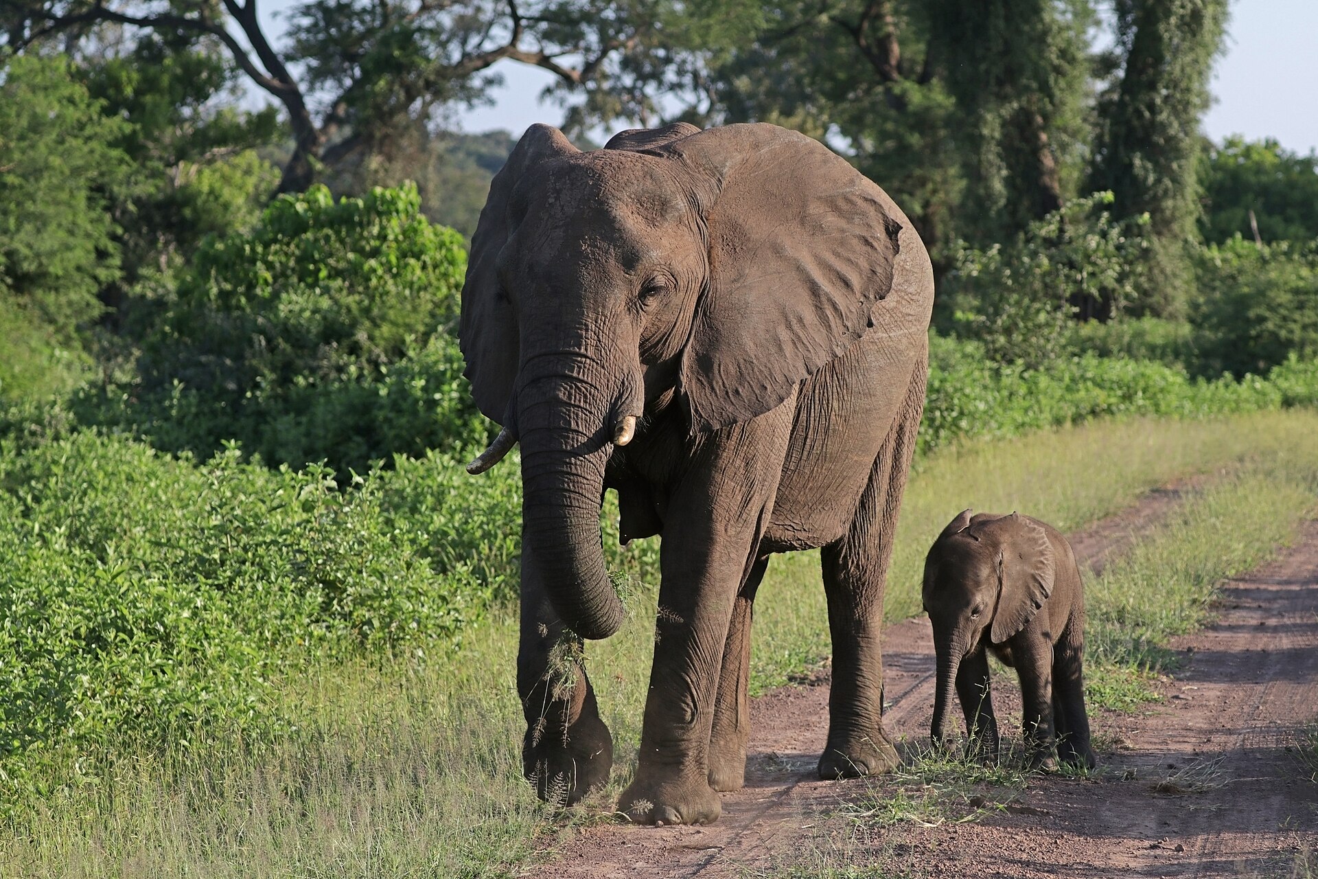 African elephants on a family safari in Tanzania