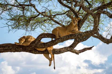 Lake Manyara National Park safari guide image from Tanview Safaris planning source