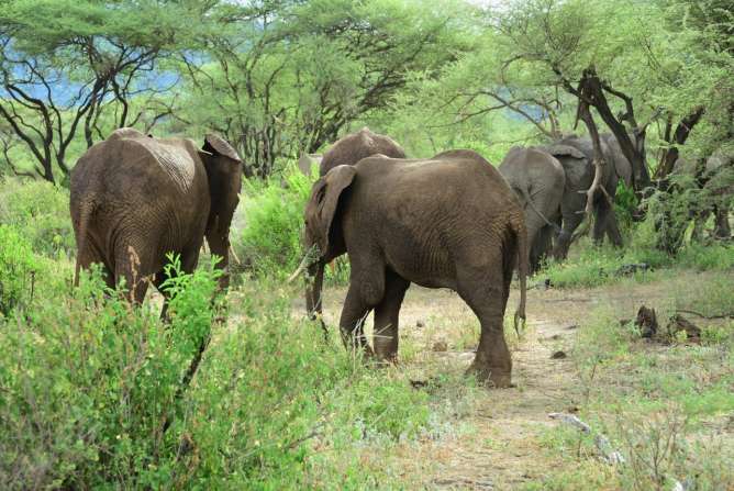Lake Manyara National Park safari guide image from Tanview Safaris planning source