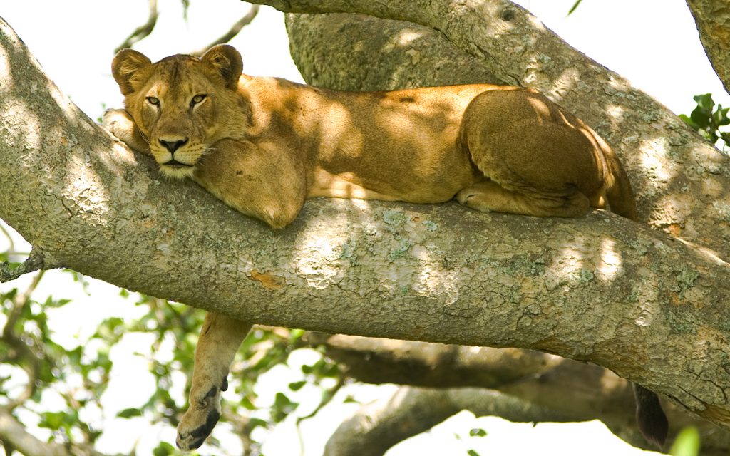 Lake Manyara Tree-Climbing Lions - Tree lion