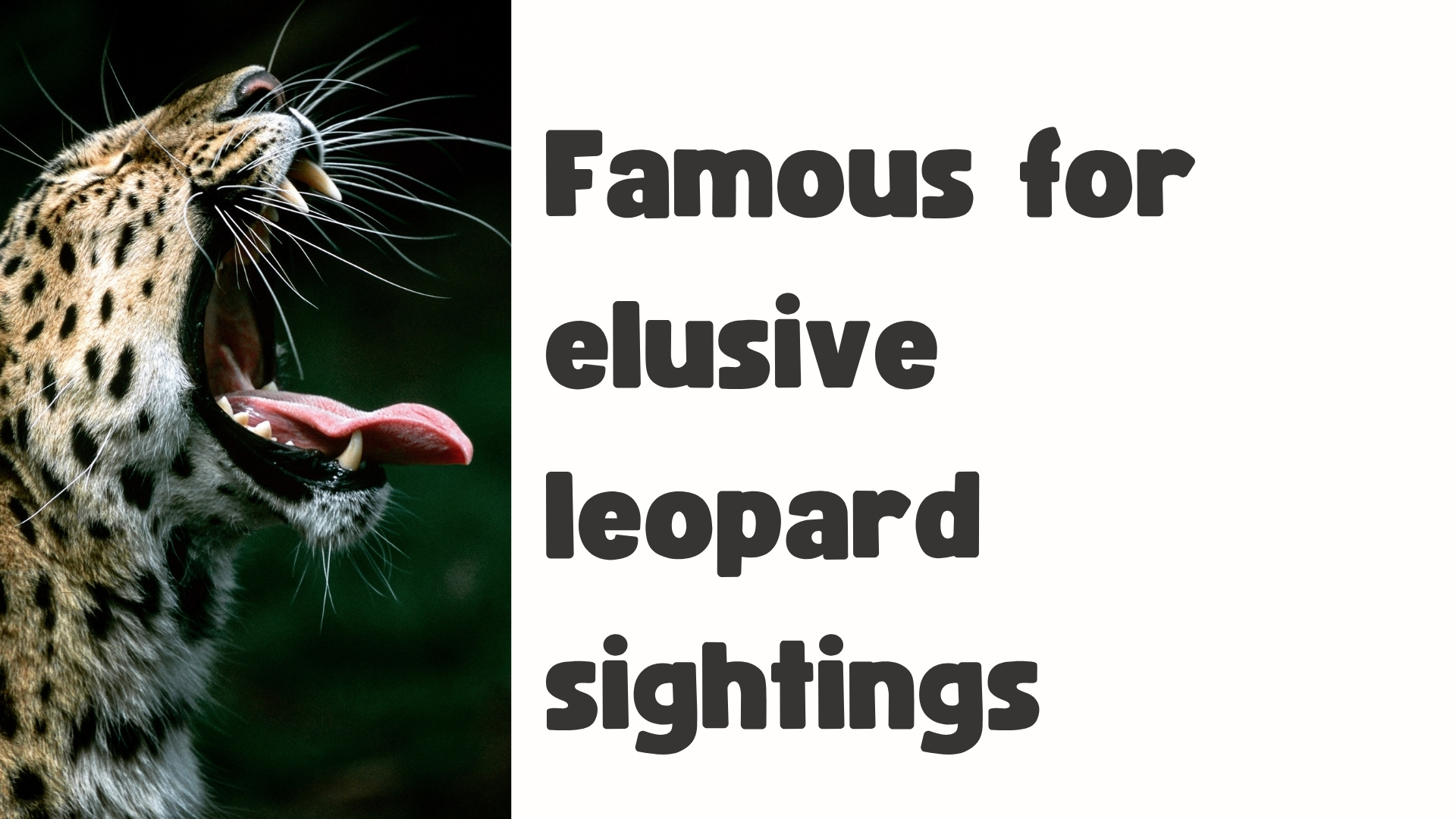 Leopard