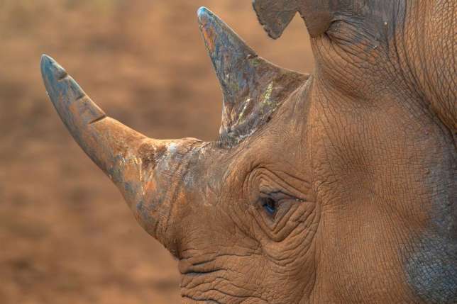 Mkomazi National Park safari guide image from Tanview Safaris planning source