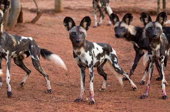Mkomazi National Park safari guide image from Tanview Safaris planning source
