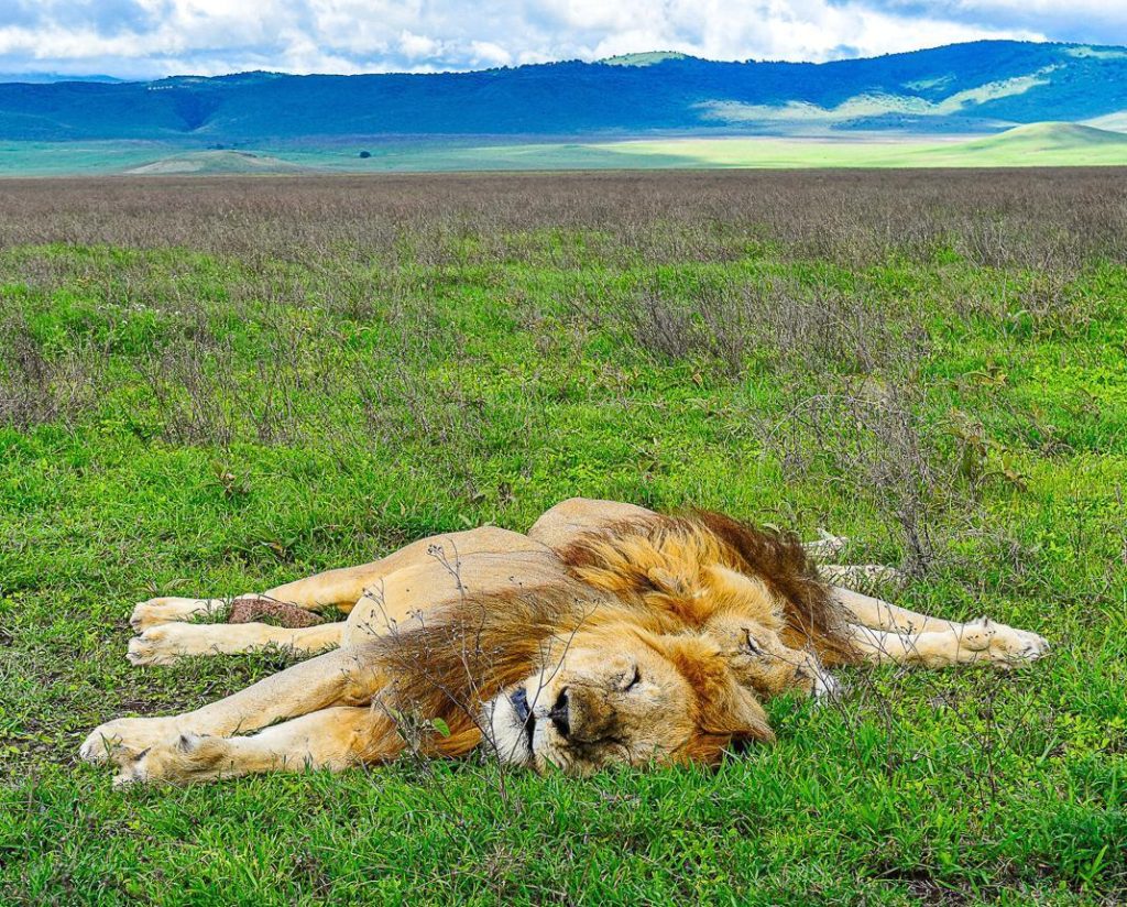 Ngorongoro Crater Animals safari guide image from Tanview Safaris planning source