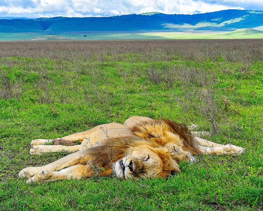 Ngorongoro Crater Animals safari guide image from Tanview Safaris planning source