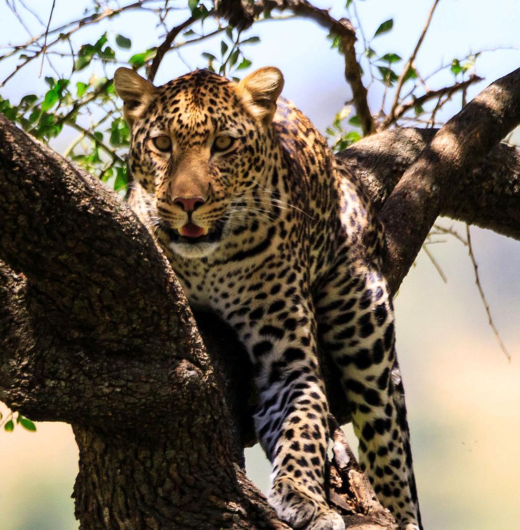 Ngorongoro Crater Animals safari guide image from Tanview Safaris planning source