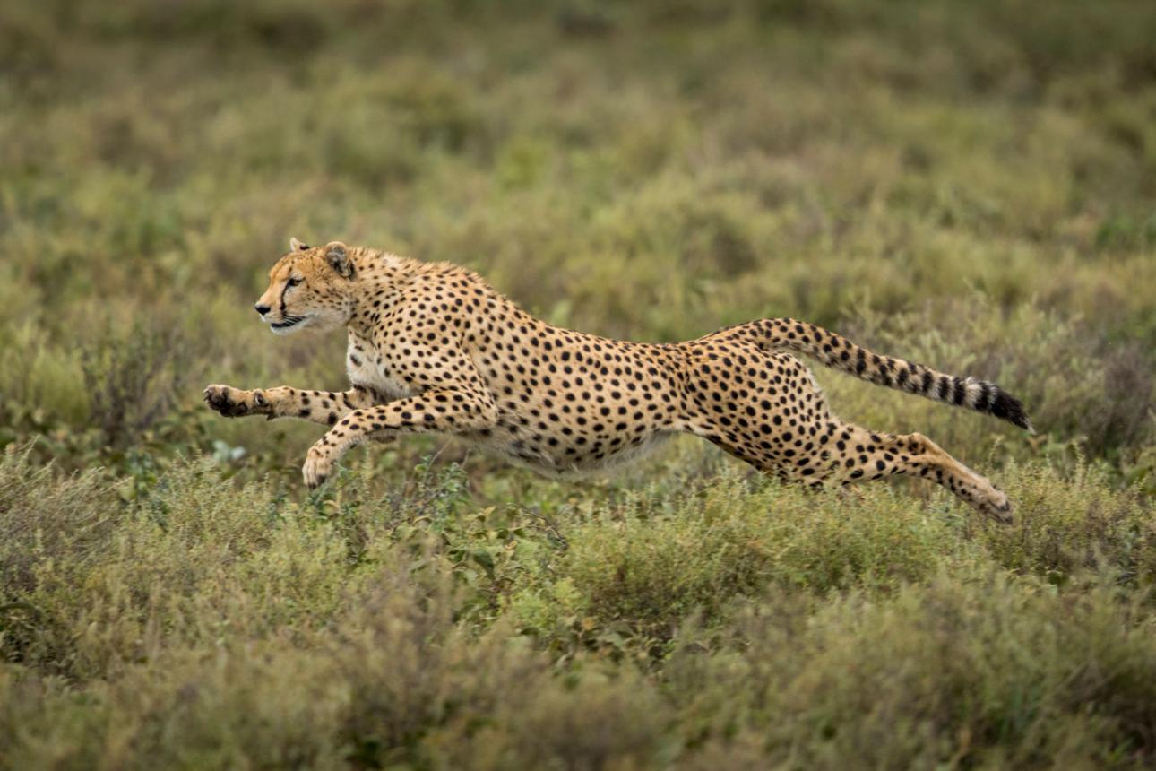 Ngorongoro Crater Animals safari guide image from Tanview Safaris planning source