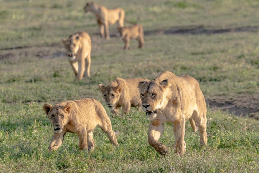 Ngorongoro Crater Wildlife safari guide image from Tanview Safaris planning source