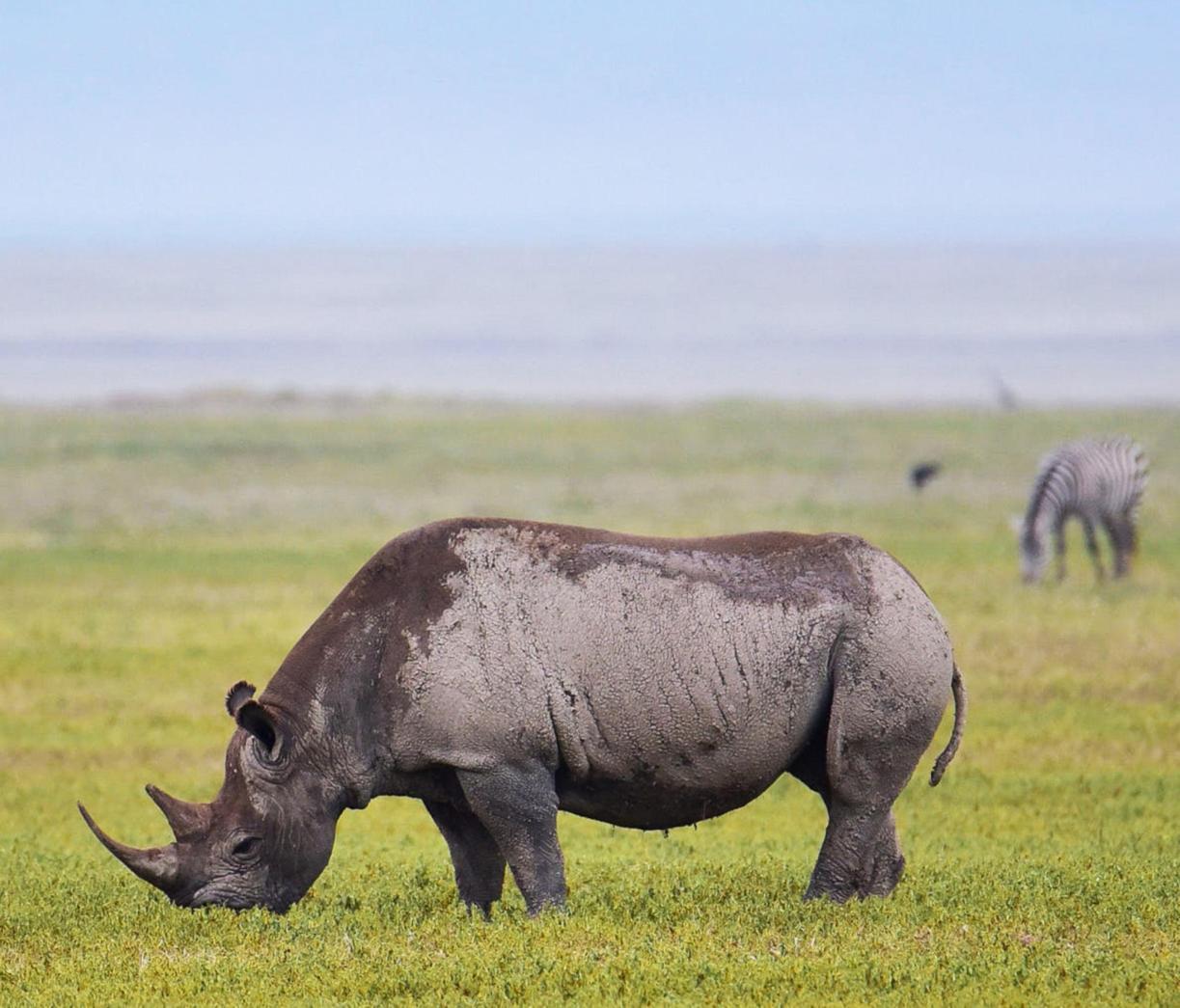 Ngorongoro Crater Wildlife safari guide image from Tanview Safaris planning source