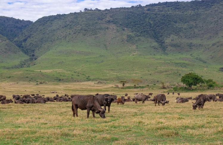 Ngorongoro Crater Wildlife safari guide image from Tanview Safaris planning source