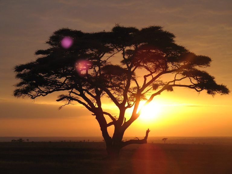 Serengeti and Zanzibar Honeymoon - Acacia tree on a sunrise safari at the Serengeti National Park, Tanzania