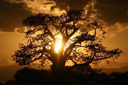 Tarangire Baobab Trees safari guide image from Tanview Safaris planning source