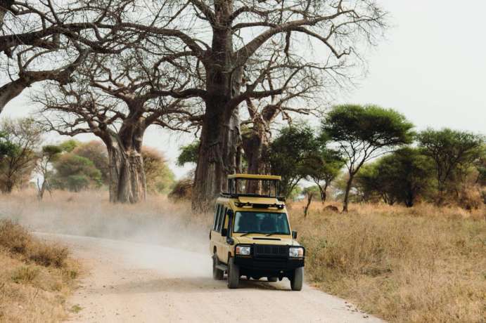 Tarangire Baobab Trees safari guide image from Tanview Safaris planning source