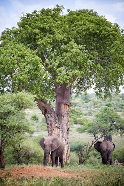 Tarangire Baobab Trees safari guide image from Tanview Safaris planning source