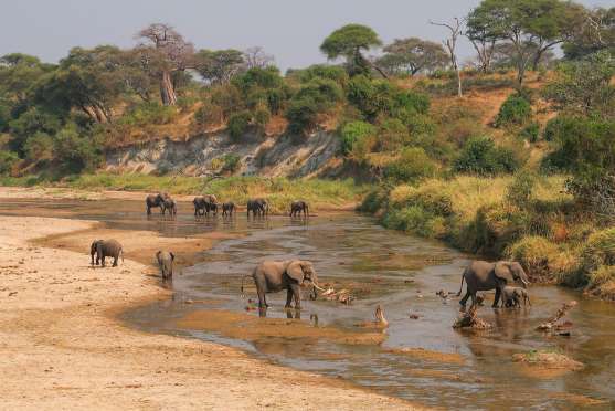 Tarangire Best Time to Visit safari guide image from Tanview Safaris planning source