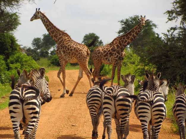 Tarangire Best Time to Visit safari guide image from Tanview Safaris planning source