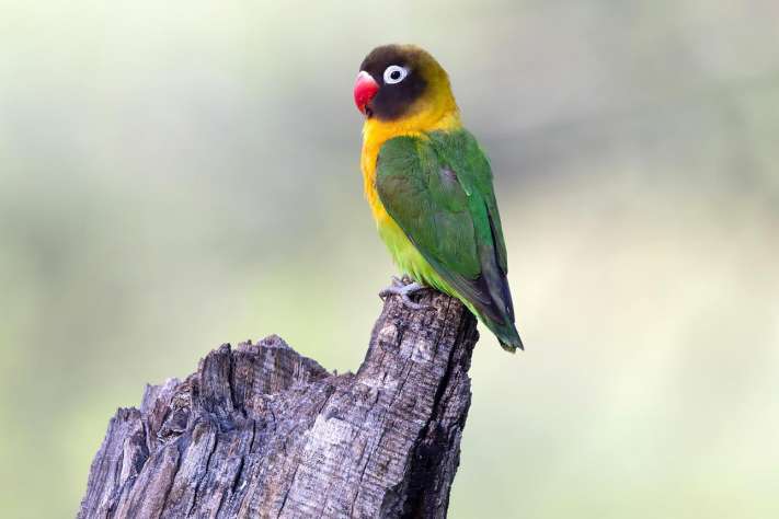 Tarangire Bird Watching safari guide image from Tanview Safaris planning source