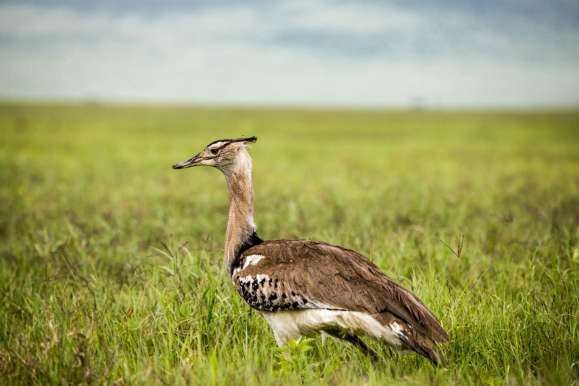 Tarangire Bird Watching safari guide image from Tanview Safaris planning source