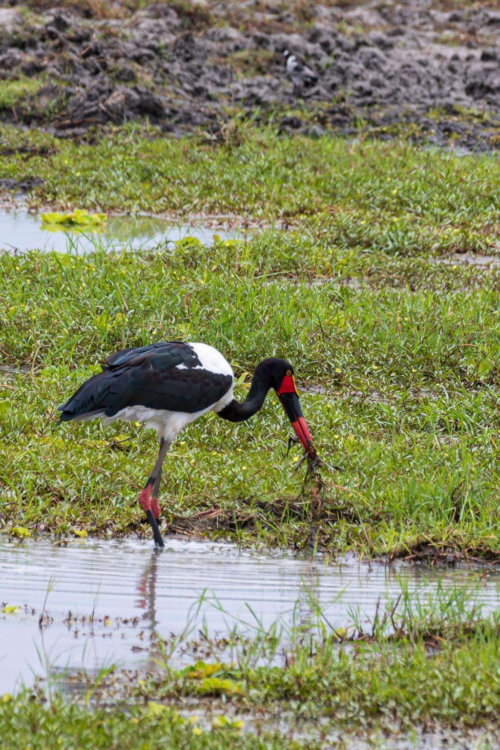 Tarangire Bird Watching safari guide image from Tanview Safaris planning source