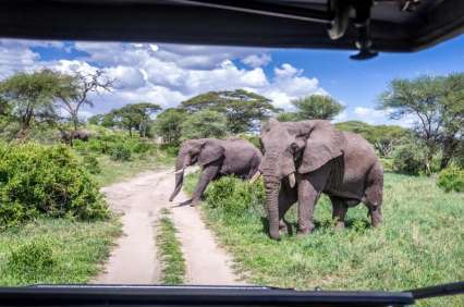 Tarangire Day Trip safari guide image from Tanview Safaris planning source