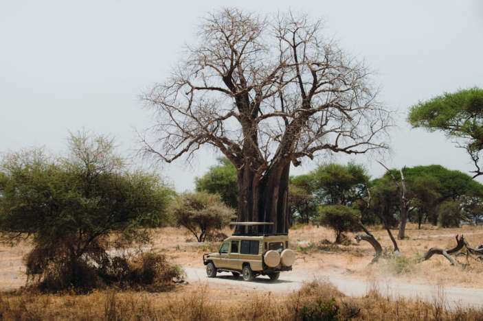 Tarangire Day Trip safari guide image from Tanview Safaris planning source