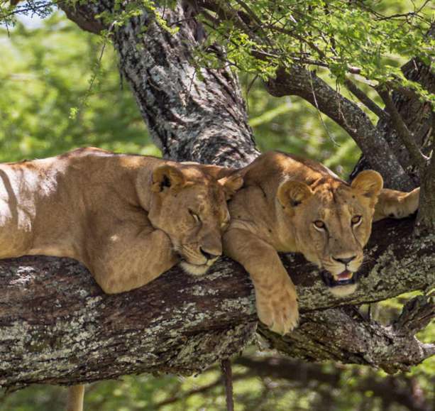 Tarangire Lions safari guide image from Tanview Safaris planning source