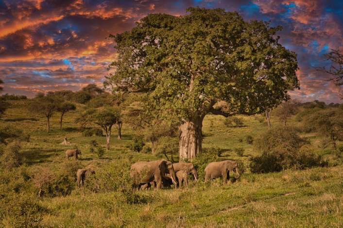 Tarangire River safari guide image from Tanview Safaris planning source
