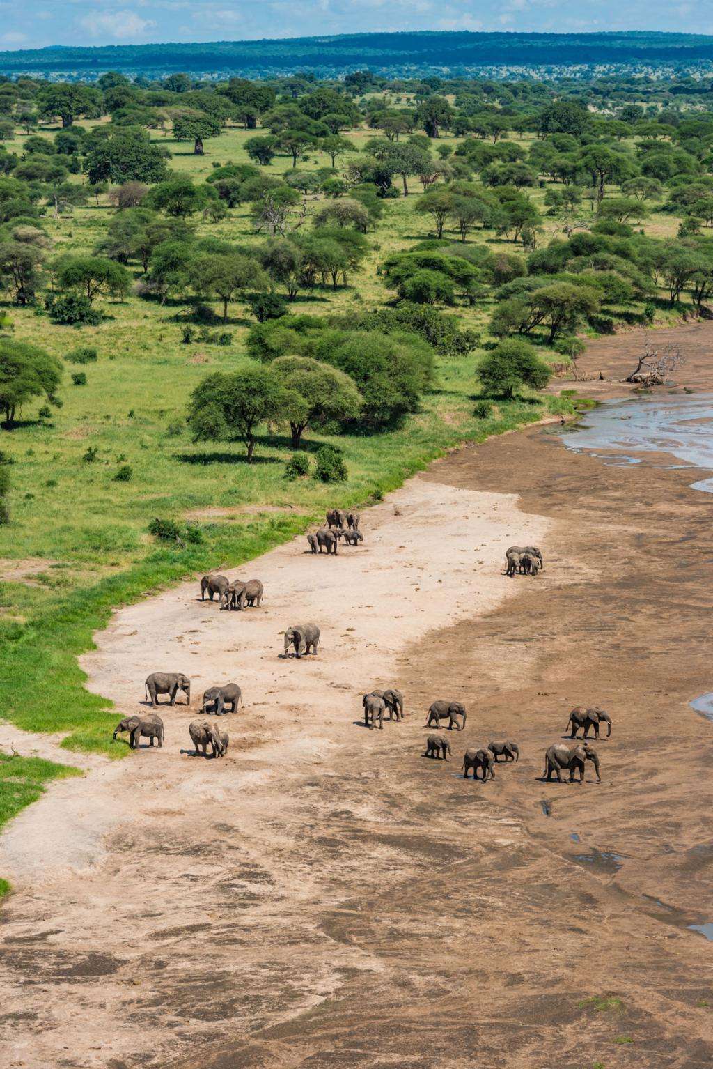 Tarangire River safari guide image from Tanview Safaris planning source