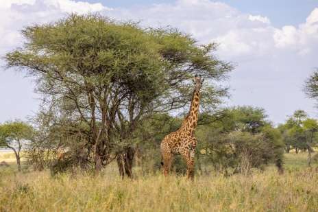 Why There Are No Giraffes in Ngorongoro Crater safari guide image from Tanview Safaris planning source