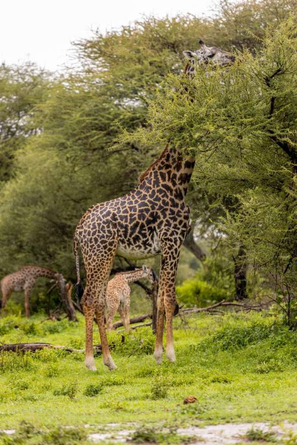 Why There Are No Giraffes in Ngorongoro Crater safari guide image from Tanview Safaris planning source